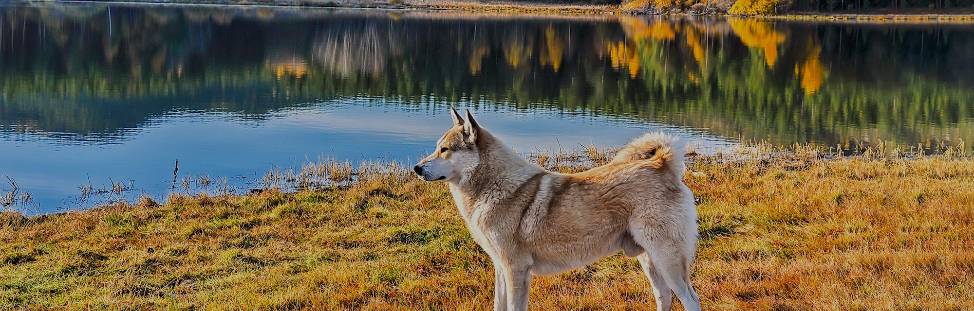 Dog at mountain forest lake. Dog on lake shore. Dog in nature. Autumn lake dog portrait