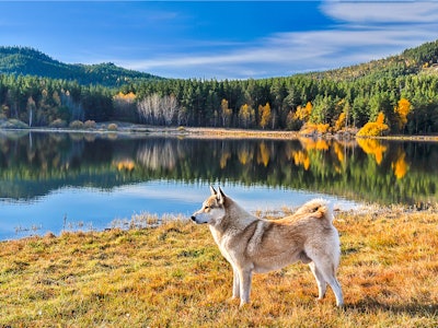 Dog at mountain forest lake. Dog on lake shore. Dog in nature. Autumn lake dog portrait