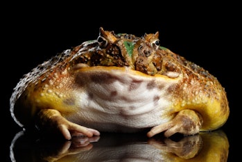 The Argentine Horned Frog isolated on black background with reflection