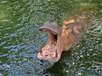 hippopotamus in the pond open mouth waiting for food