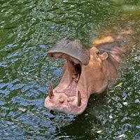 hippopotamus in the pond open mouth waiting for food