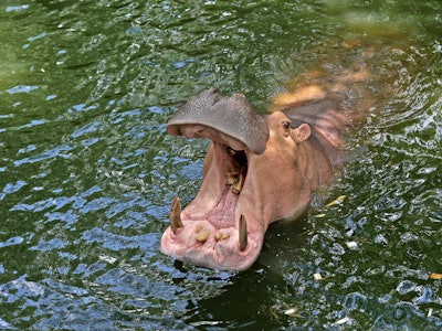 hippopotamus in the pond open mouth waiting for food