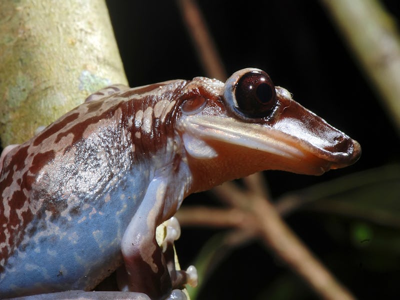 Bruno s Casque headed Frog photographed in Guarapari, Espirito Santo. Southeast of Brazil. Atlantic ...