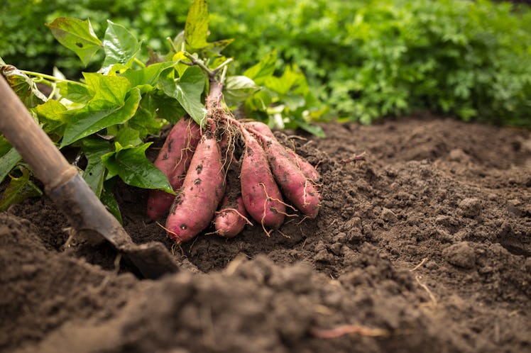 dug bush of sweet potato with shovel and green leafes on black ground