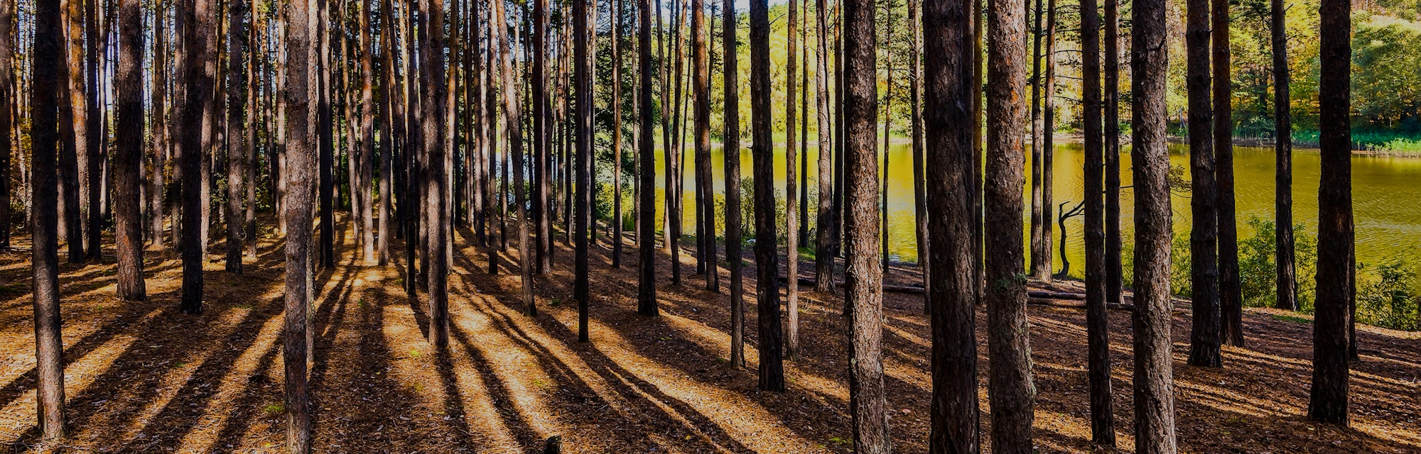 Pine tree forest. Forest trees shadows. Pine forest trees. Forest trees