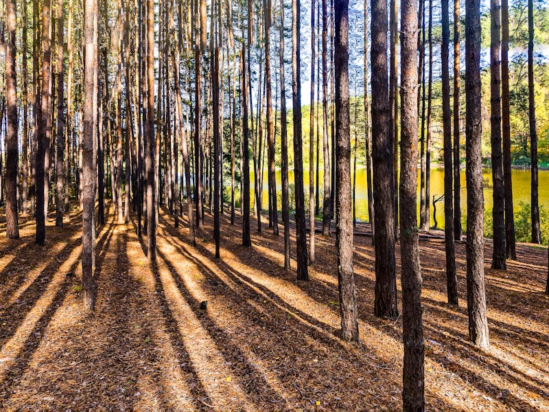 Pine tree forest. Forest trees shadows. Pine forest trees. Forest trees