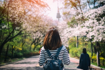 A young woman with a backpack admires the cherry blossoms on her travels. 
