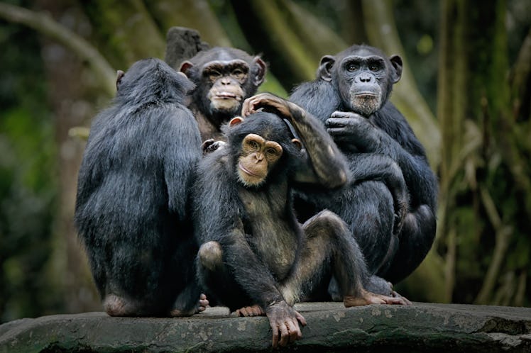 Chimpanzee
consists of two extant species: common chimpanzee and bonobo. Bonobos and common chimpanz...