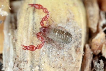 Pseudoscorpion or false scorpion or book scorpion. It is an arachnid belonging to the order Pseudosc...