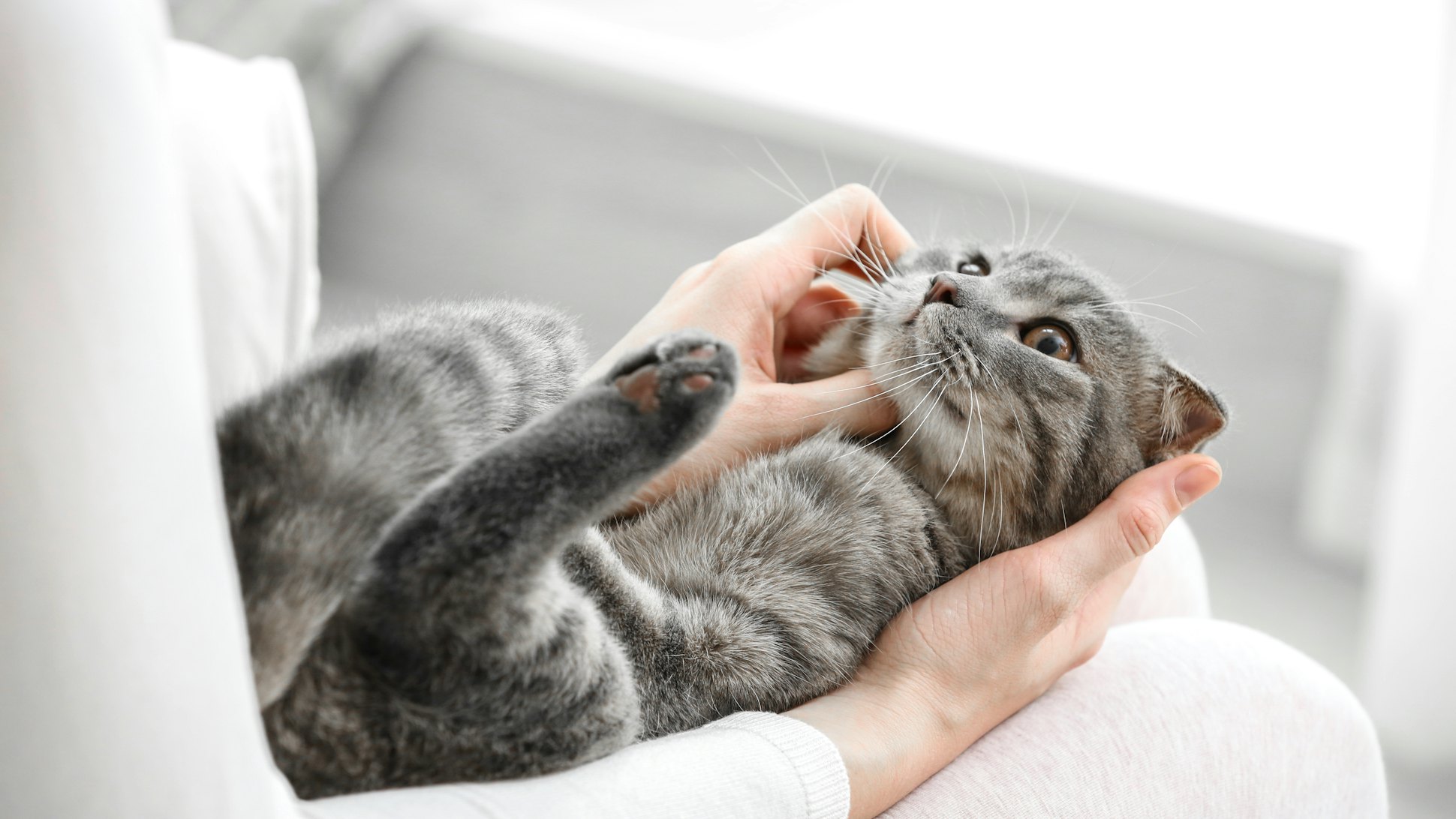 Sprays to Calm a Cat