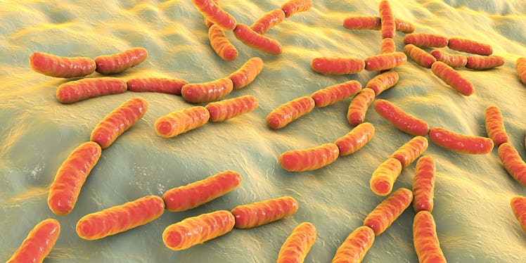 Bacteria Lactobacillus, 3D illustration. Normal flora of small intestine, lactic acid bacteria. Prob...