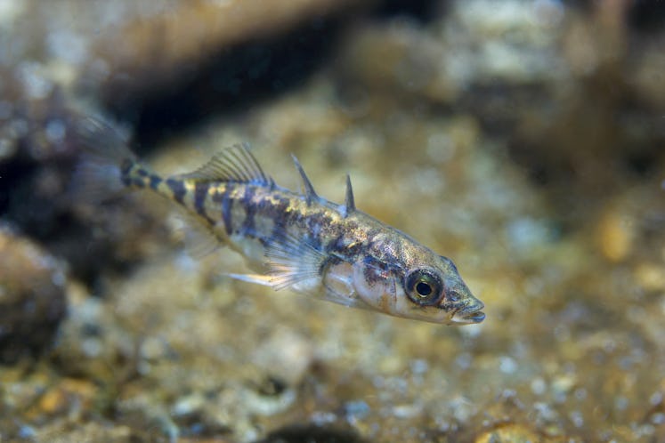 Freshwater fish Three spined stickleback (Gasterosteus aculeatus) in the beautiful clean pound. Unde...