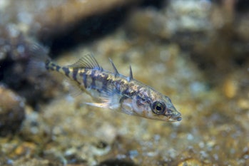 Freshwater fish Three spined stickleback (Gasterosteus aculeatus) in the beautiful clean pound. Unde...