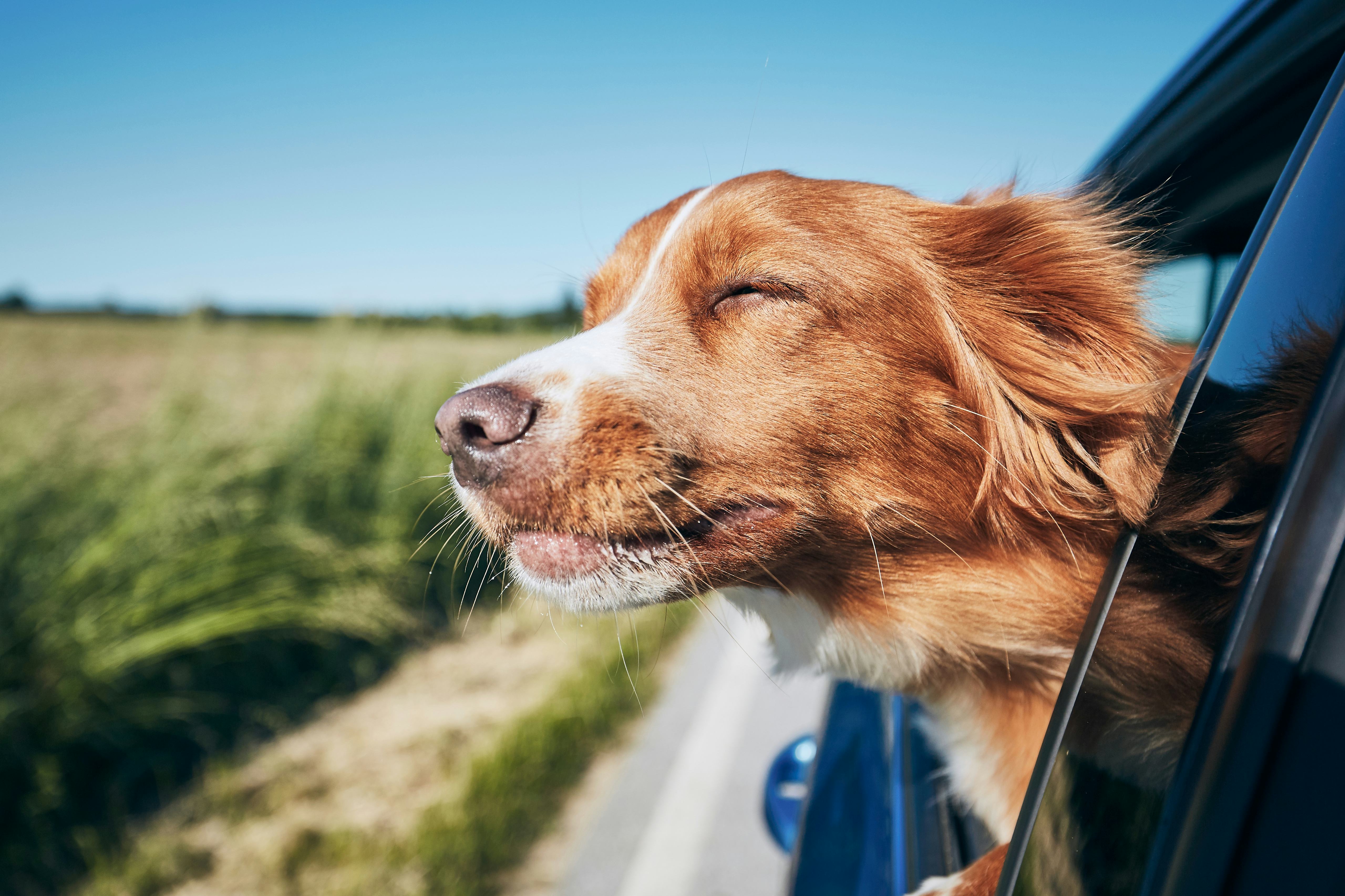 Dog travel by car. Nova Scotia Duck Tolling Retriever enjoying road trip.