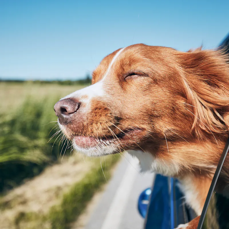 Dog travel by car. Nova Scotia Duck Tolling Retriever enjoying road trip.
