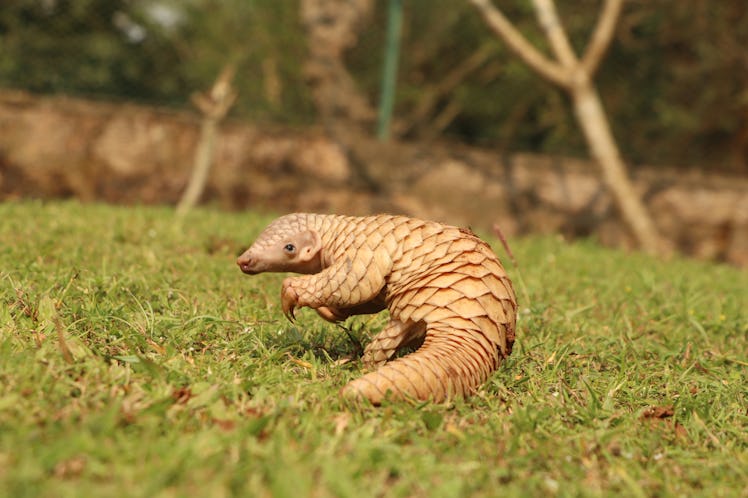 cute baby Indian pangolin 