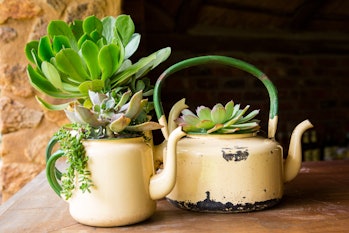 Zero waste look after the earth by recycling and upcycling old used goods. Succulents are planted in...