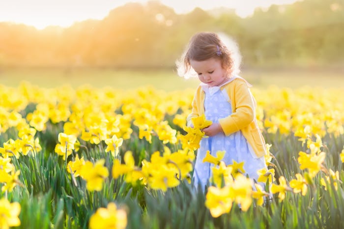Toddler girl playing in daffodil flower field. Child gardening. Kid picking flowers in the backyard....