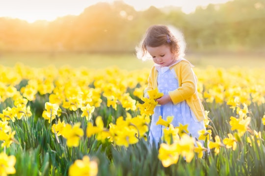 Toddler girl playing in daffodil flower field. Child gardening. Kid picking flowers in the backyard....