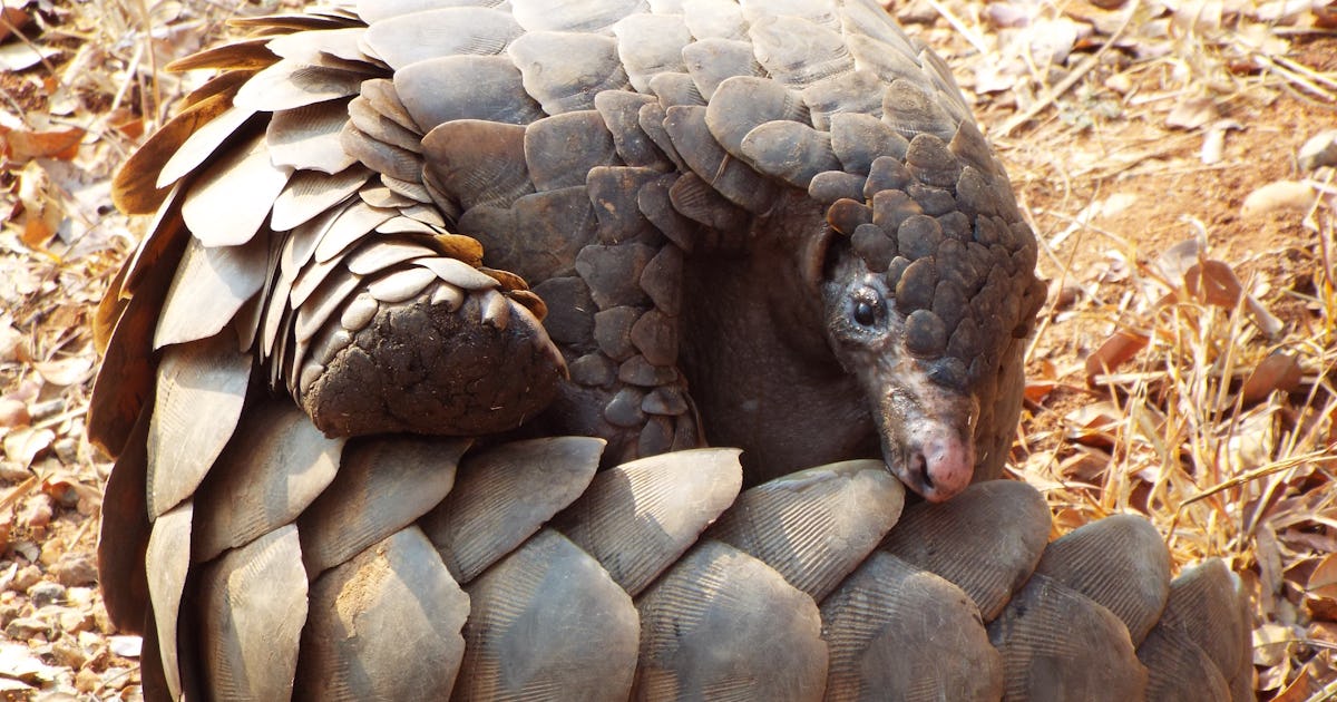 Pangolins What are they and why are they linked to Covid19?