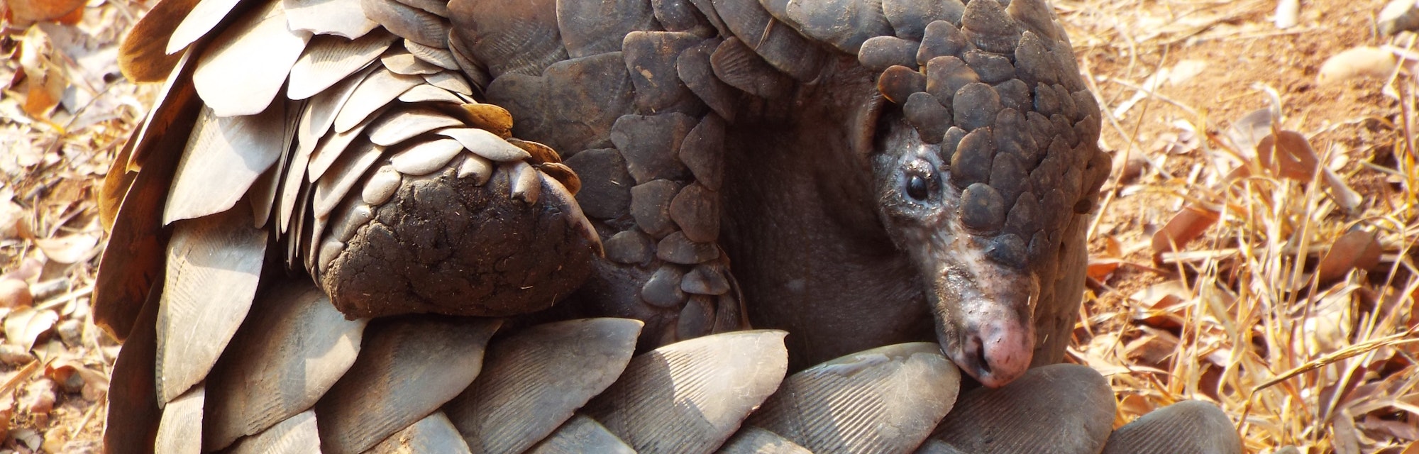 Pangolin close up with scales 