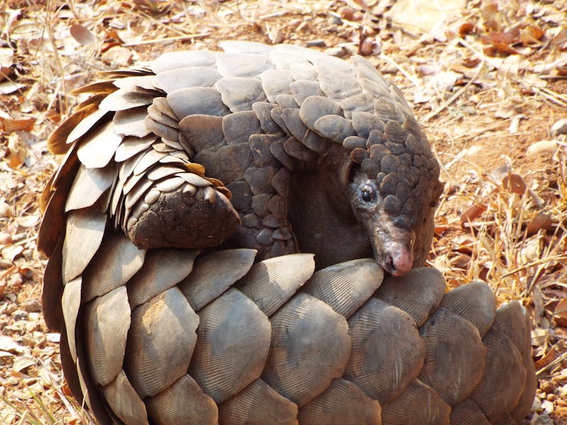 Pangolin close up with scales 