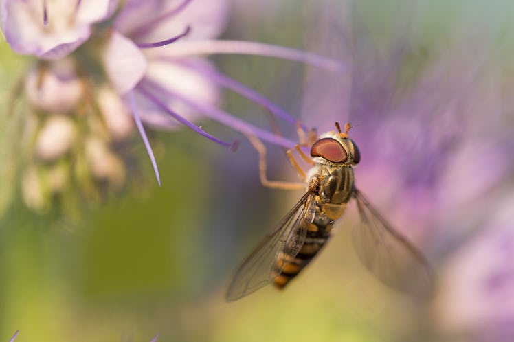 macro hoverfly Episyrphus balteatuson violet flower eating pollen nectar summer with detail. close u...