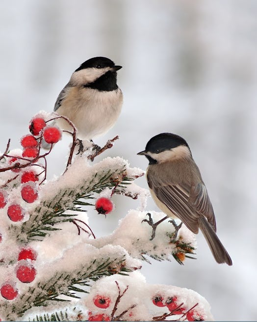 Winter Black- capped Chickadees (Poecile atricapillus) on a festive spruce bough.