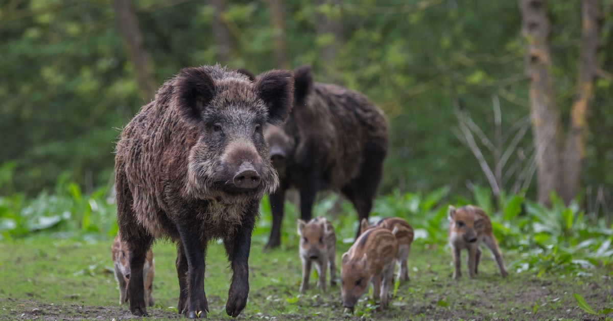 Téléchargement gratuit Images Flipboard Hog Wild Evolutionary Researchers Explain The Science dernière par