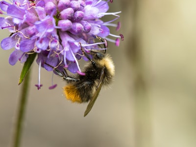 Early Bumblebee or early-nesting bumblebee, Bombus pratorum, male sitting on devils bit scabious, Su...