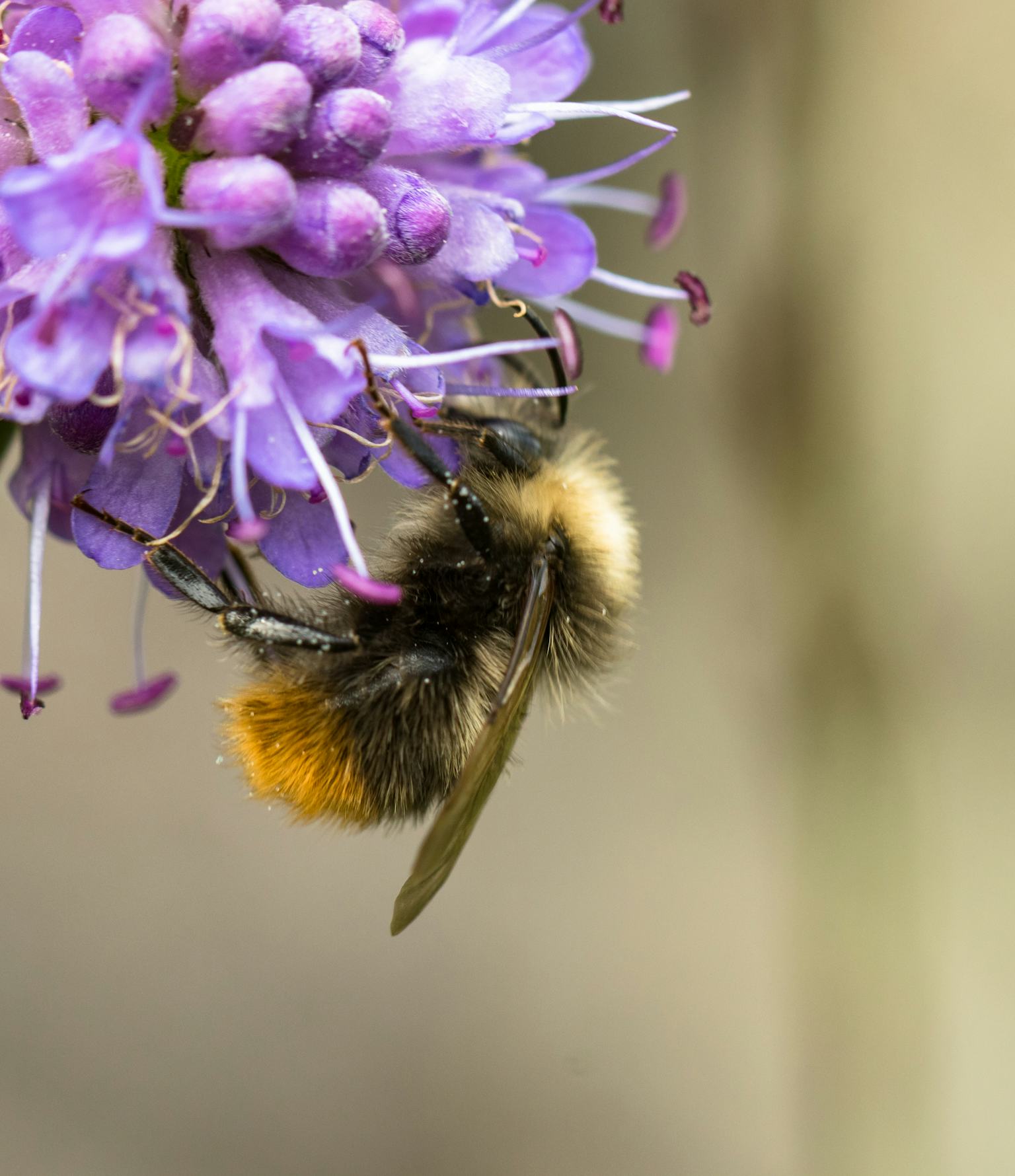 Baby bee brain scans are bad news for humans
