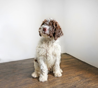 Lagotto puppy seating on a wooden floor