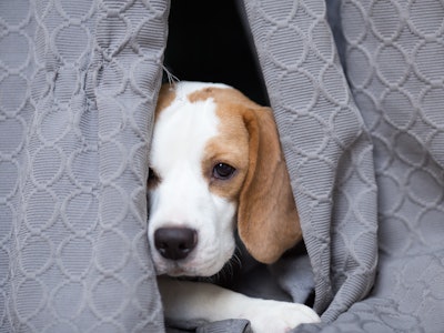 Sweet two color Beagle's hiding behind the curtain with the curious eyes