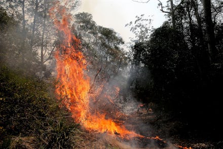 Fire burns through a section of bush at Koorainghat, near Taree, New South Wales, Australia, 12 Nove...