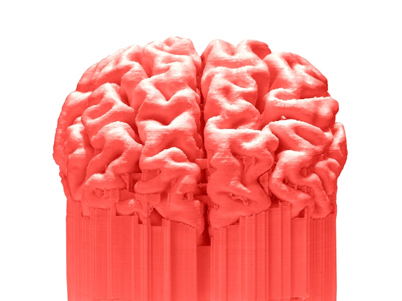 3D printed brain isolated on white background