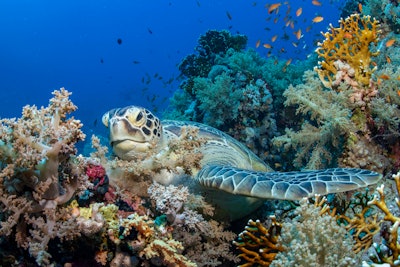 A sea turtle superpower may be the reason they're dying