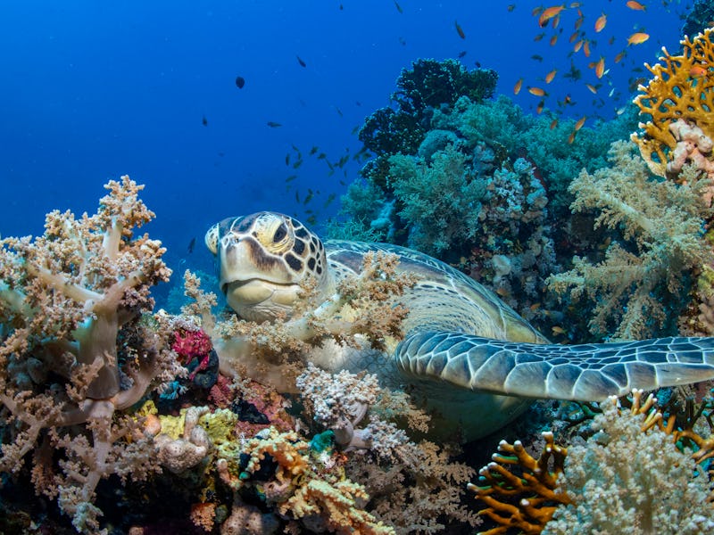 Sea turtle underwater scene. Underwater sea turtle. Sea turtle view. Underwater sea turtle portrait