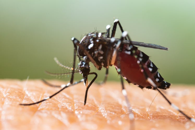 Aedes albopictus Mosquito. Super macro close up a Mosquito sucking human blood,