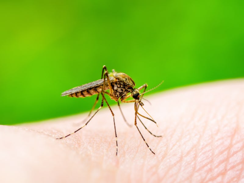 Dangerous Zika Infected Mosquito Bite on Green Background. Leishmaniasis, Encephalitis, Yellow Fever...
