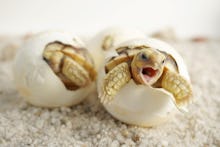 Close up Baby Tortoise Hatching (African spurred tortoise),Birth of new life, Cute baby Animal ,slow...