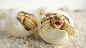 Close up Baby Tortoise Hatching (African spurred tortoise),Birth of new life, Cute baby Animal ,slow...