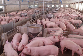 Curious pigs in Pig Breeding farm in swine business in tidy and clean indoor housing farm, with pig ...