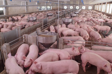 Curious pigs in Pig Breeding farm in swine business in tidy and clean indoor housing farm, with pig ...