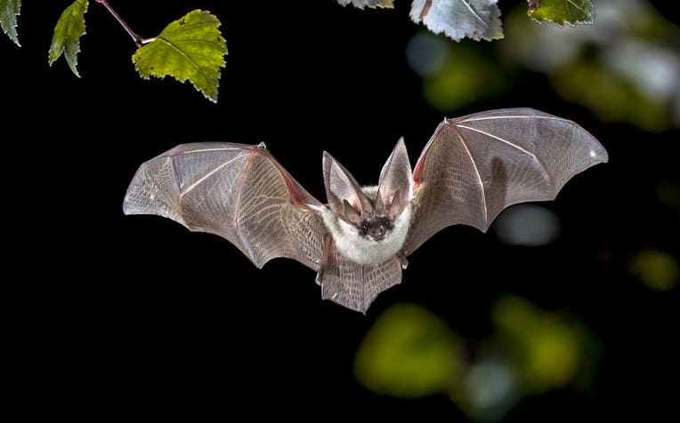 Flying bat hunting in forest. The grey long-eared bat (Plecotus austriacus) is a fairly large Europe...
