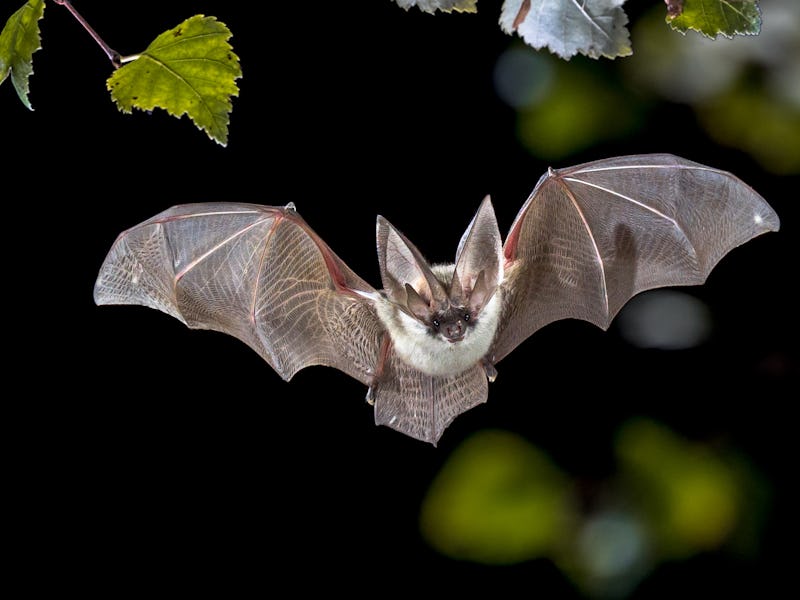 Flying bat hunting in forest. The grey long-eared bat (Plecotus austriacus) is a fairly large Europe...