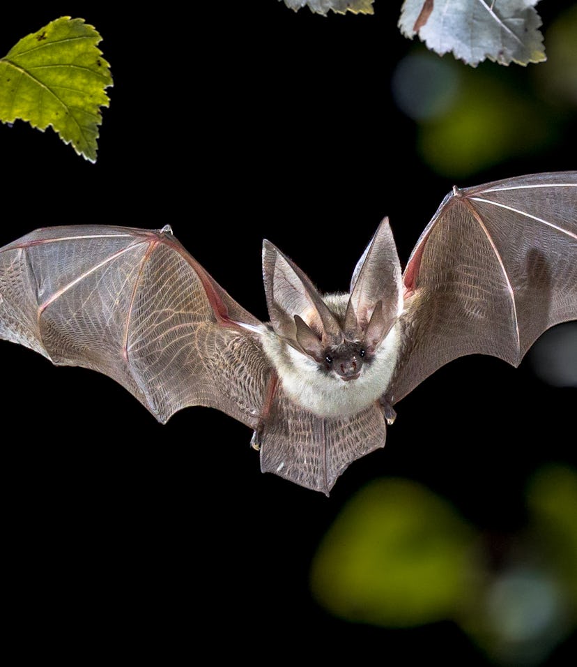 Study explains the controversial link between bats, rats, and Covid-19
