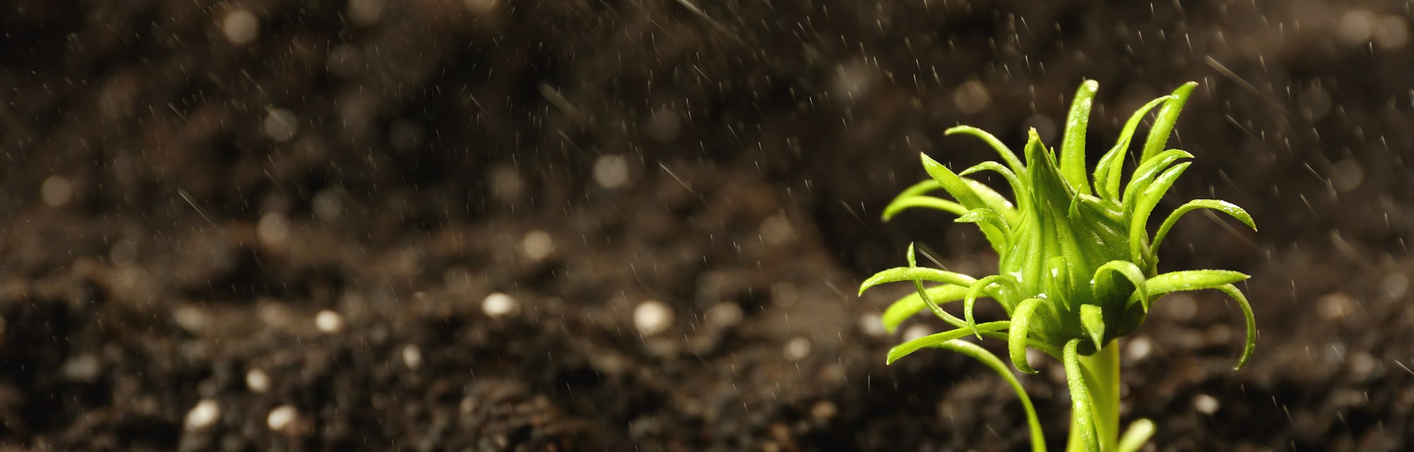 Here S Why Soil Smells So Good After It Rains Here S Why Soil Smells So Good After It Rains