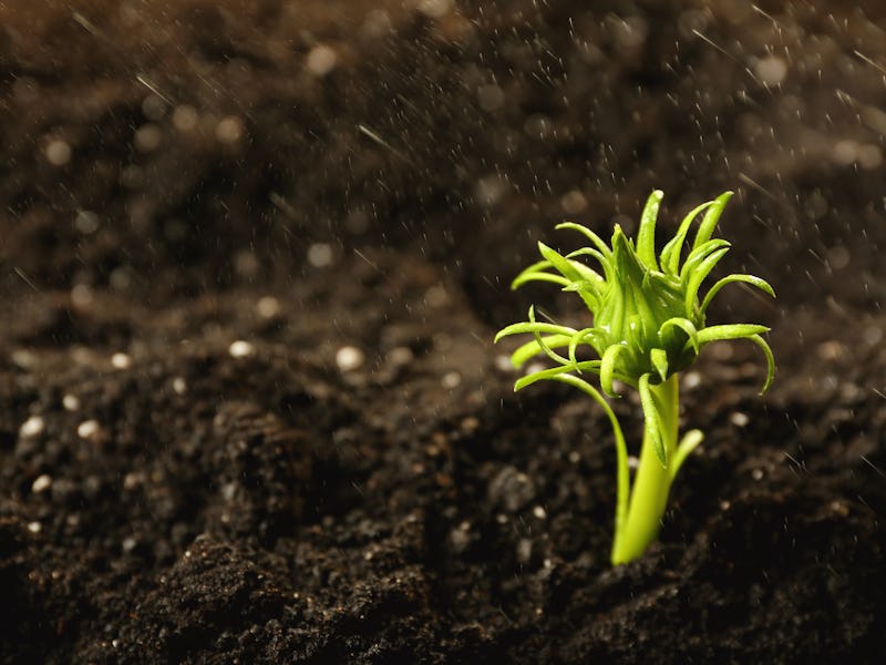 Fresh green plant in fertile soil under rain, space for text