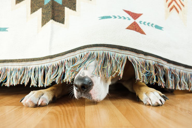 The dog is hiding under the sofa and afraid to go out. The concept of dog's anxiety about thundersto...