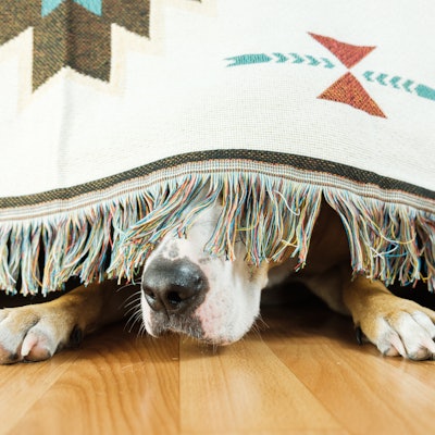 The dog is hiding under the sofa and afraid to go out. The concept of dog's anxiety about thundersto...